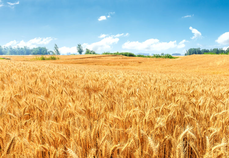 小麦粉は農作物資源とお考えください。