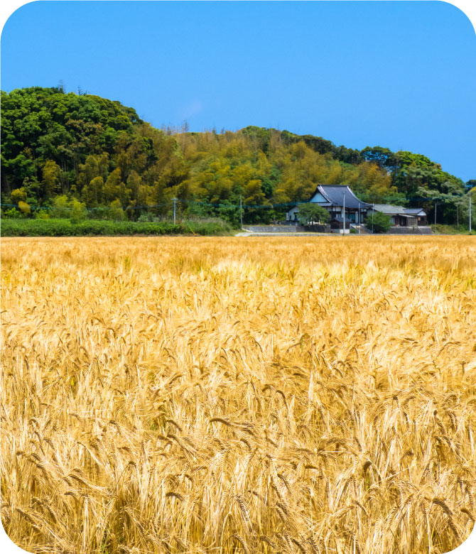 福岡県産小麦粉